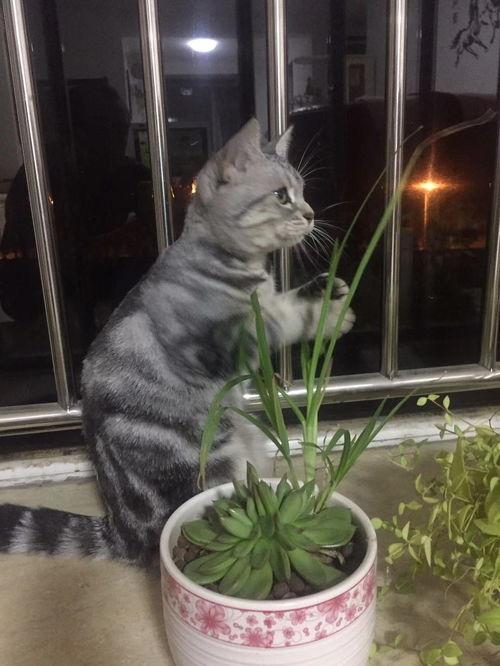 猫瓜草亳州今日价格