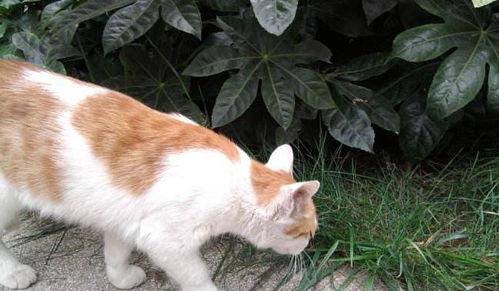 猫瓜草亳州今日价格