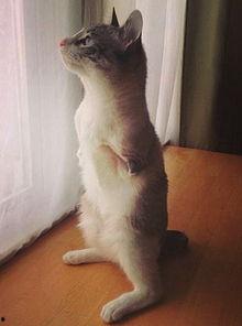 明星网红同款猫咪,揭秘明星同款萌宠背后的魅力