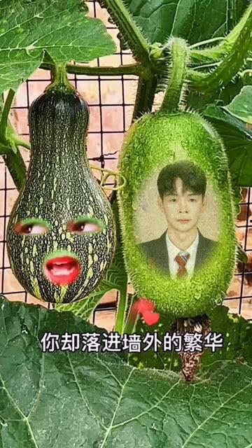 热门葫芦瓜特效视频在线观看,创意无限，笑料横生的视觉盛宴