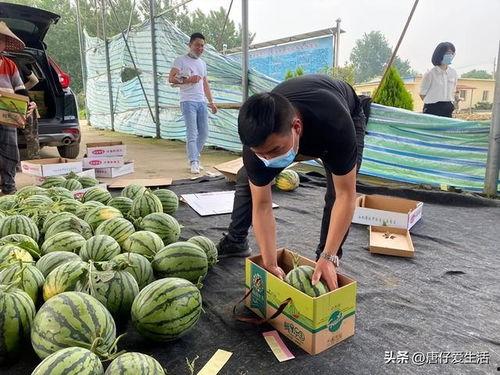 今日宁夏瓜价格最新行情,最新行情揭示甜蜜商机”