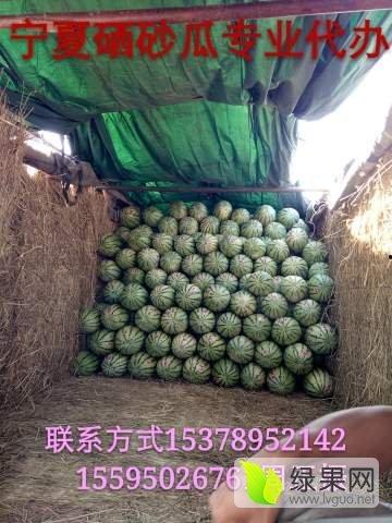 今日宁夏瓜价格最新行情,最新行情揭示甜蜜商机”