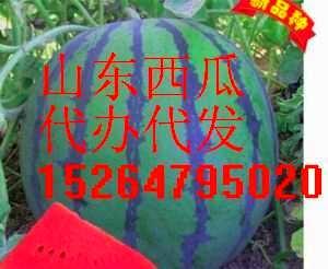 今日费县小瓜价格,今日行情一览”