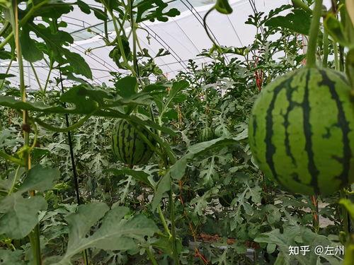 小吊瓜今日价格查询