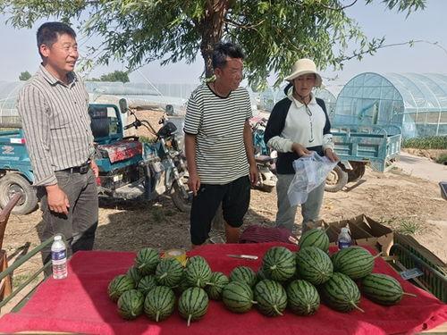 小吊瓜今日价格查询