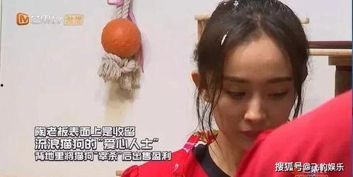 明星网红玩密室逃脱,揭秘明星们的智慧与趣味