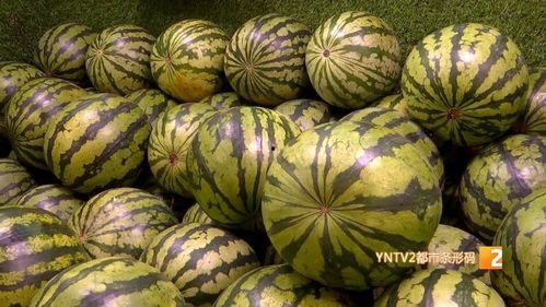 春春麒麟瓜今日价格,价格行情一览