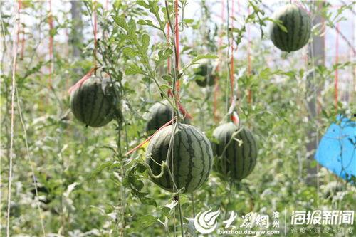 微山吃瓜最新事件爆料视频,最新爆料视频揭露惊人内幕