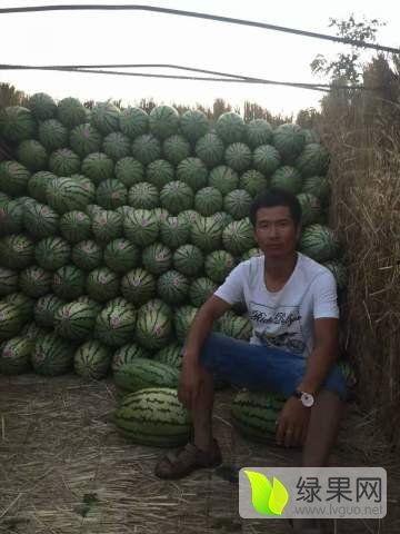 哈尔滨硒砂瓜今日价格,价格行情一览