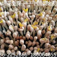 今日佛手瓜菜价格,市场行情分析