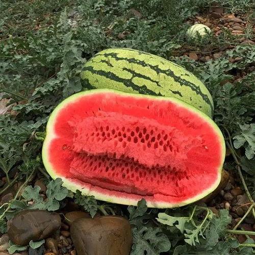 芋瓜价格今日最新行情,今日最新行情解析”