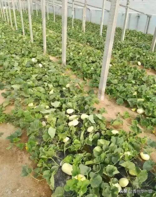 青州今日绿银瓜价格,价格行情一览”