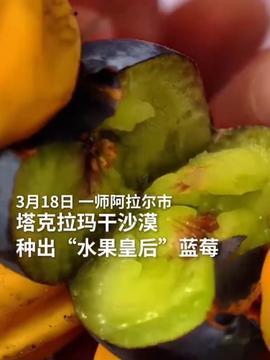 今日头条新疆蜜瓜