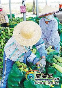 今日海南冬季瓜菜价格,丰收季带来市场新活力