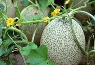 山东哈密瓜今日价