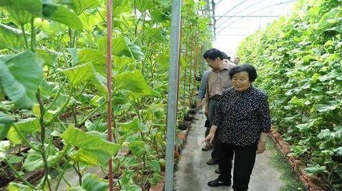 山东吃瓜大爆料是真的吗,真相揭秘，事件始末全解析
