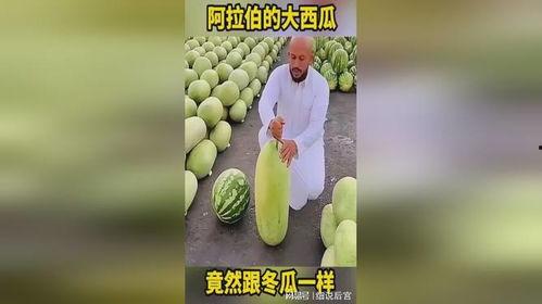 奇趣百科热门大瓜,揭秘网络热点的背后真相