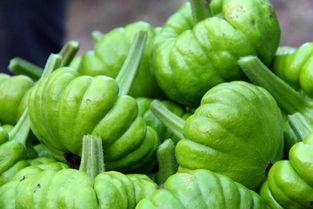 广东姜柄瓜今日价格,市场行情一览”