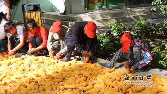 家人们今日份瓜来了,家人们，最新瓜料来袭！