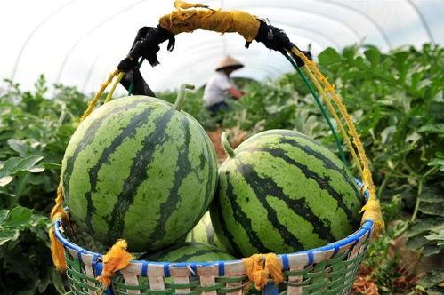 今日吃瓜官网最新,揭秘娱乐圈最新热点事件