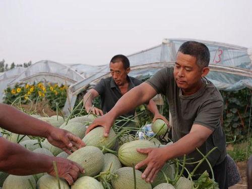 河北徐吃瓜最新事件爆料,最新爆料揭示惊人内幕