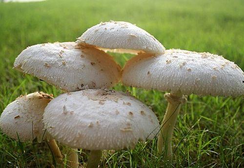 蘑菇吃瓜网黑料国产51,国产51黑料事件深度剖析