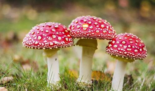 蘑菇吃瓜网黑料国产51,国产51黑料事件深度剖析