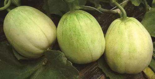 今日徐闻毛瓜收货价,行情波动，市场动态一览”