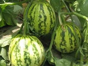 今日徐闻毛瓜收货价,行情波动，市场动态一览”