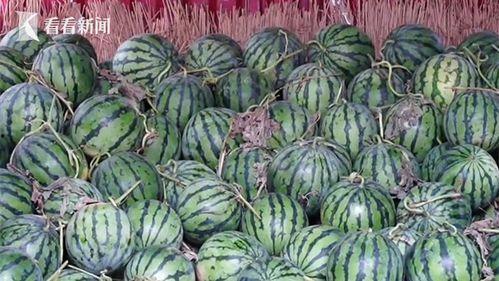 今日大蓬瓜价格多少,涨跌波动背后的市场动态