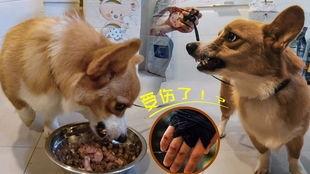 黑犬咬人白犬吃瓜视频,一场意外引发的围观