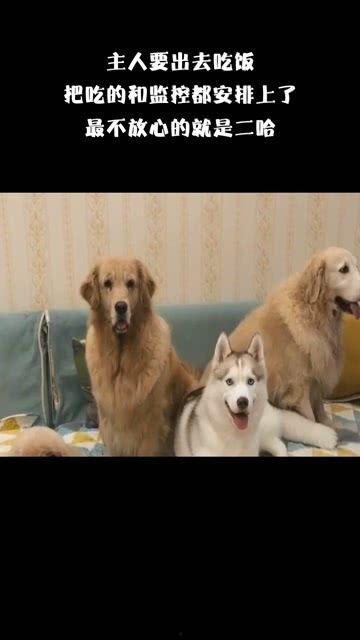 黑犬咬人白犬吃瓜视频,一场意外引发的围观