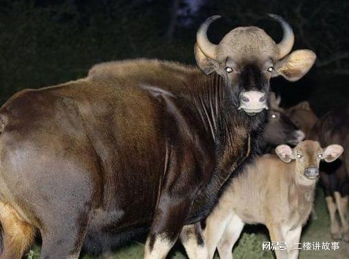 黑守瓜能给牲畜吃吗图片