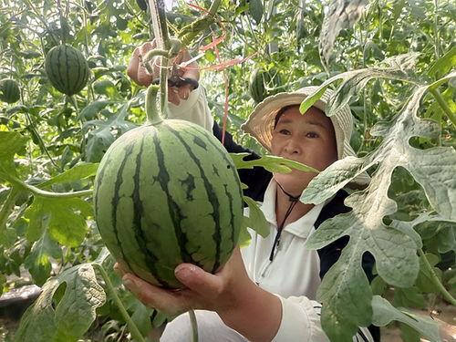 黄瓤黑籽小吊瓜怎么吃,独特风味的美味食用指南