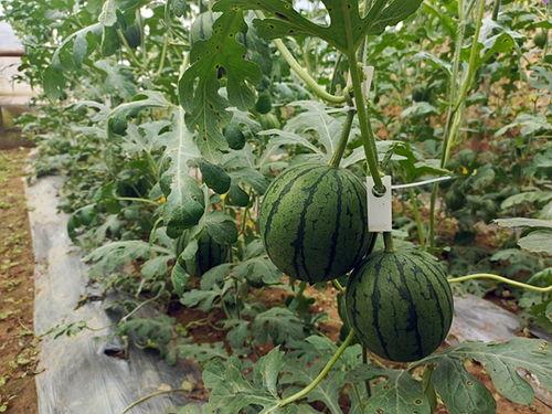 黄瓤黑籽小吊瓜怎么吃,独特风味的美味食用指南