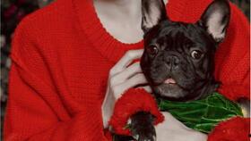 搞笑视频明星网红推荐,笑翻天！网红明星带你领略搞笑视频盛宴