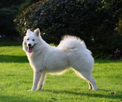 萨摩耶明星网红图片大全,萌宠界的明星瞬间