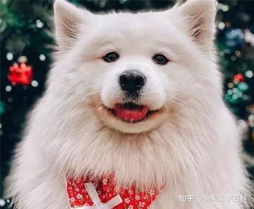 萨摩耶明星网红图片大全,萌宠界的明星瞬间