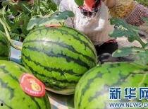 临泉吃瓜最新事件爆料信息